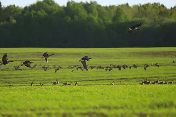 Obraz na płótnie Canvas geese spring migratory birds in the field, spring landscape background
