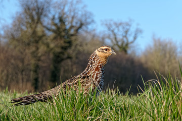 Gibier dans la nature , poule faisane 