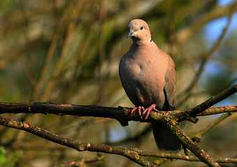 Beautiful Collared Dover perched on a tree branch bathed with good shadowy light.  Birdwatching is a perfect hobby for when you are isolated at home.