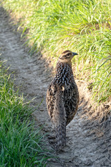 Gibier poule faisane