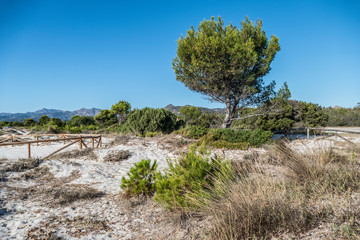 The beach of Cala Brandinchi in San Teodoro with turquoise water