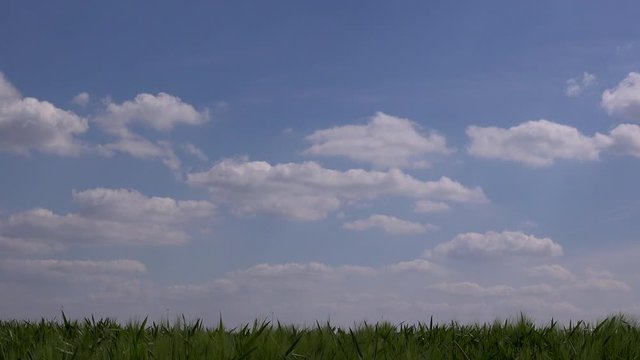 Time lapse of wheat field and clouds moving overhead England UK 4K
