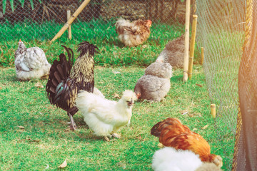 Many chickens rest happily on the chicken farm in the afternoon. Outdoors close up selective focus image.