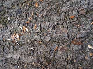 close up old wood background  texture