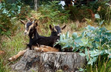 goat in the country in bizkaia