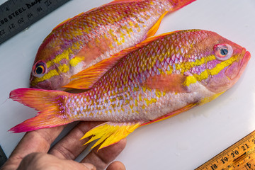 Marine species of Atlantic Canada