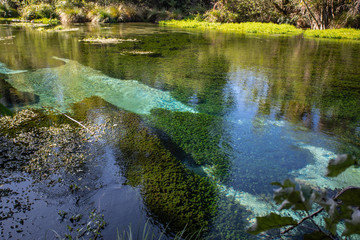 The Crystal Clear Waters of Hamurana Springs, New Zealand