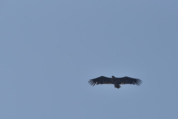 bald eagle during flight in the blue sky