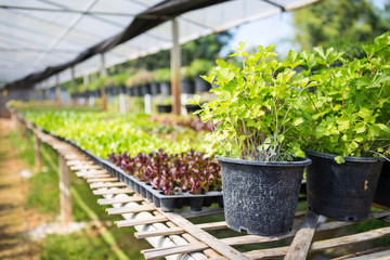 Plant nursery green house, organic farming in North of Thailand, young red leaf lettuce and green lettuce in plant try and fresh parsley in plant pot, outdoor day light, agriculture concept