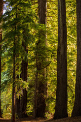 Fototapeta premium Redwood forest in Hamurana Springs, Rotorua New Zealand