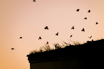 birds flying during a sunset
