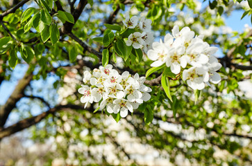 Fototapeta premium Beautiful white apple or pear blossom.Flowering apple/pear tree.Fresh spring background on nature outdoors.Soft focus image of blossoming flowers in spring time.For easter and spring greeting cards