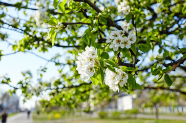 Beautiful white apple or pear blossom.Flowering apple/pear tree.Fresh spring background on nature outdoors.Soft focus image of blossoming flowers in spring time.For easter and spring greeting cards