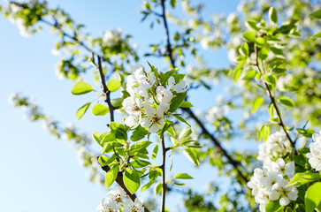 Beautiful white apple or pear blossom.Flowering apple/pear tree.Fresh spring background on nature outdoors.Soft focus image of blossoming flowers in spring time.For easter and spring greeting cards