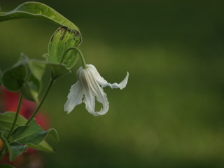 Clematis