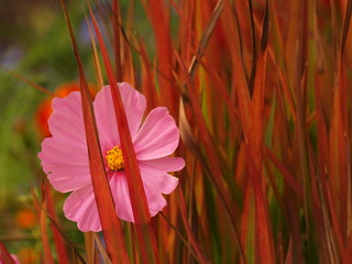 kosmos za krata © magdalena