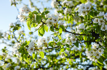 Beautiful white apple or pear blossom.Flowering apple/pear tree.Fresh spring background on nature outdoors.Soft focus image of blossoming flowers in spring time.For easter and spring greeting cards