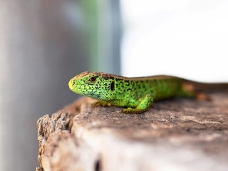 Male of sand lizard (Lacerta agilis)
