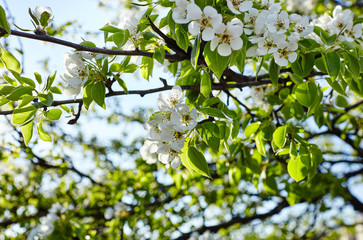 Beautiful white apple or pear blossom.Flowering apple/pear tree.Fresh spring background on nature outdoors.Soft focus image of blossoming flowers in spring time.For easter and spring greeting cards