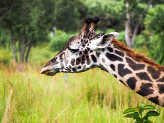 Close up of a giraffe with mixed green and brown background 