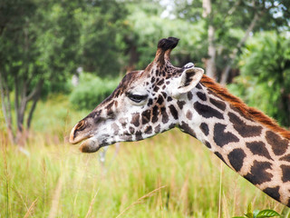 Close up of a giraffe with mixed green and brown background 