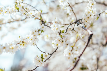 Cherry tree blossom