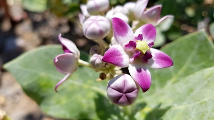 Fototapeta na wymiar purple and white orchid flower