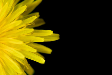 crop of dandelion flower  macro  shot