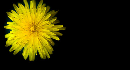 yellow dandelion flower close-up