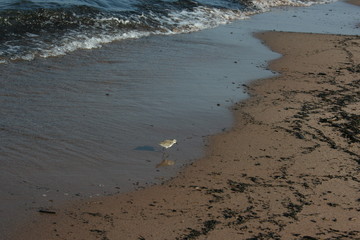 Bird in the Waves
