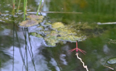 Red dragonfly sitting on a branch over at the wetlands near Khor Rori, Oman