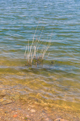 Outdoor blue sky and white dead wood branches