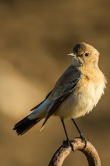 A desert wheatear (Oenanthe deserti)