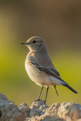 A desert wheatear (Oenanthe deserti)