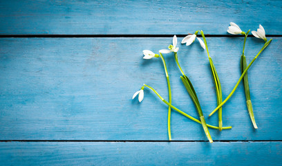 white snowdrops on blue  wooden background