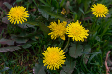 Dandelion macro photo. Yellow dandelion flower. Green dandelion leaves. Dandelions bloom in spring.