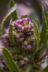 Very small lilac flowers. Macro photo. Blooming weed in the spring. Green grass and green leaves of a plant close-up. Beauty in detail