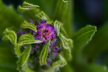 Very small lilac flowers. Macro photo. Blooming weed in the spring. Green grass and green leaves of a plant close-up. Beauty in detail