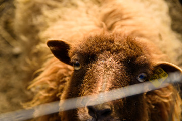 Animal portrait of sheep livestock farm animal, agricultural sheep breeding concept.