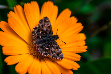 
Butterfly on a yellow flower. Macro photo. Yellow spring flower macro texture. Motley butterfly close-up. Background of green leaves around a yellow flower.