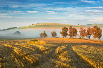 Grain field near the High Tatras mountain in Levoca region, Slovakia
