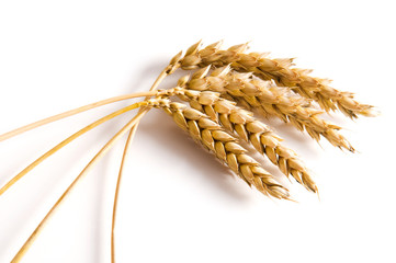 Golden wheat on white background. Close up of ripe ears of wheat plant