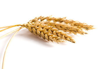 Golden wheat on white background. Close up of ripe ears of wheat plant