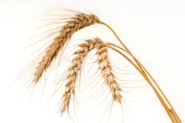 Obraz premium Golden wheat on white background. Close up of ripe ears of wheat plant