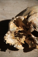 Human skull skeleton part for medicine education