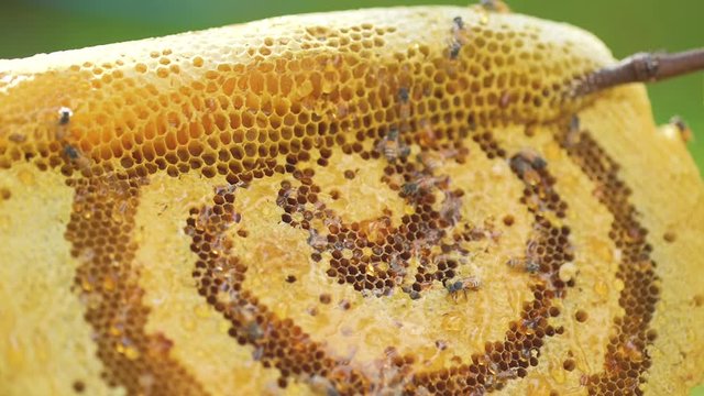 Bees on honeycomb. Macro photo of a bee hive on a honeycomb. Bees produce fresh, healthy, honey. Beekeeping concept