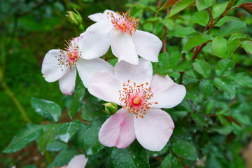 Astronomia rose is a member of Rosaceae.