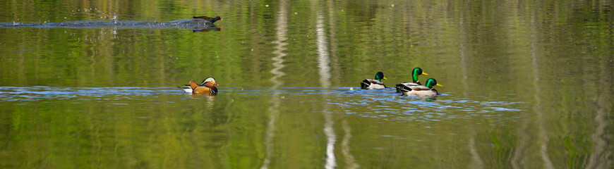 Le canard Mandarin, les colverts et la poule d'eau