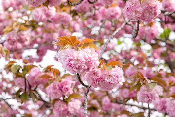 公園の八重桜　千葉県習志野市　日本