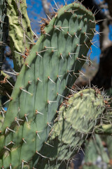 cactus flower and thornes in the desert